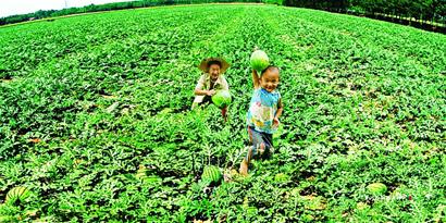 ����ף�ؼ����еڶ����ִ�ũҵЧ��չʾ�����ʢ��Ļ